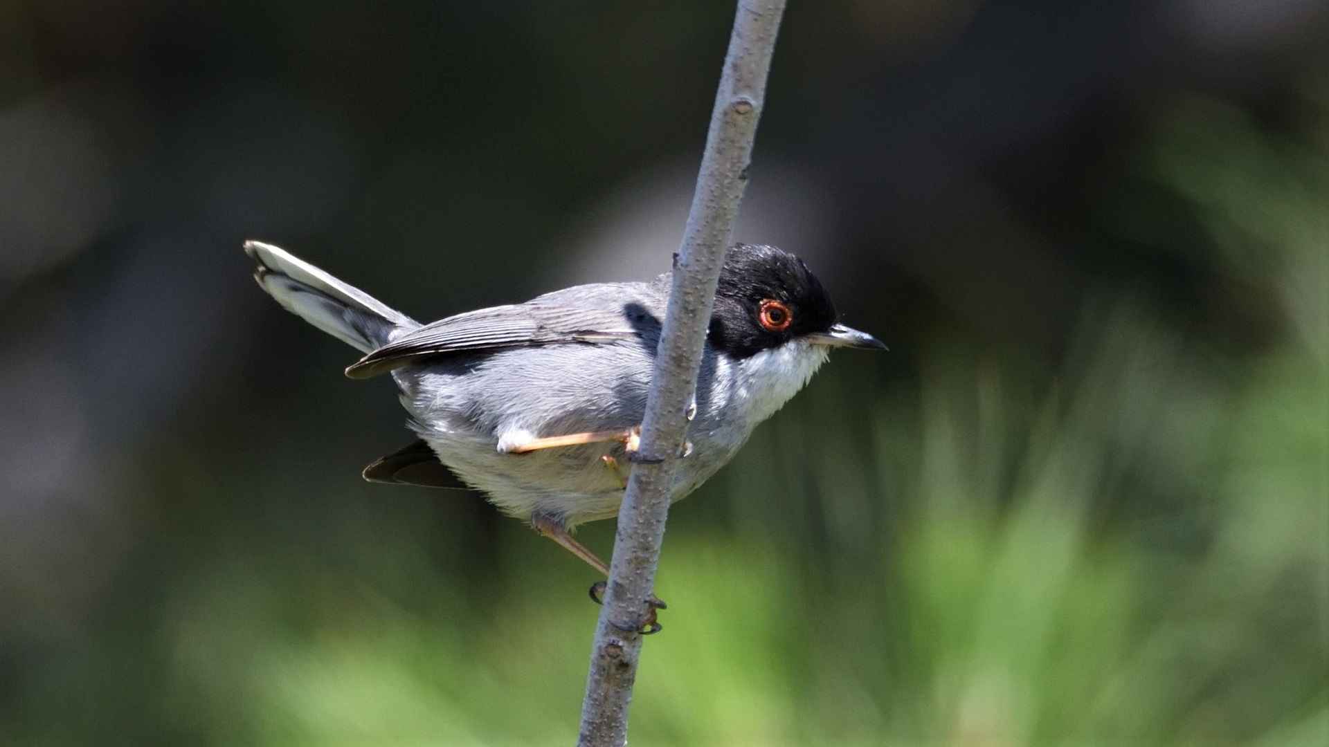 Sardinian Warbler
